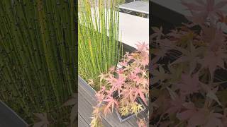 October Acer Update acerpalmatum gardening aconitum acer [upl. by Asteria524]