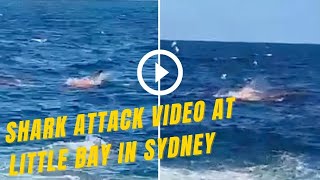 Shark attack VIDEO at Little Bay In Sydney – Swimmer Killed in Sydney Shark Attack [upl. by Anma415]