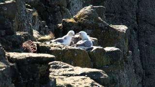 A walk from Embleton to Craster in Northumberland [upl. by Pallua]