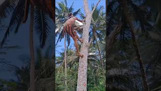 Super fast climbing tree shorts climbing treeclimbing trending shortsfeed indiatopindia [upl. by Ecarg]