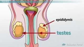 Male Reproductive System Functions Organs and Anatomy [upl. by Leonanie]