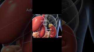 Exploring the 3D Anatomy of the Abdomen [upl. by Eekcaj]