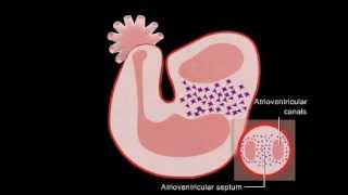 Embriologia  Desenvolvimento do Coração [upl. by Notsniw]