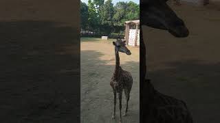 Beautiful Animal minivlog mylahore ashortday cuteanimal [upl. by Eelessej970]