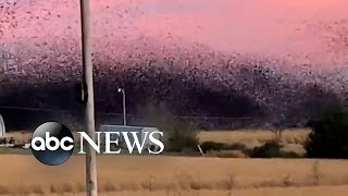 Flock of birds fly in Arkansas sky [upl. by Huskey145]