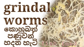 grindal worms culture කොහුබත් පණුවන් sinhala srilanka fish feed [upl. by Kerad49]