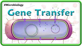 Gene Transfer Animation  Transformation Transduction Conjugation amp Lysogenic conversion  USMLE [upl. by Nazar]