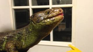 Monkey Tailed Tree Skink [upl. by Gagnon]