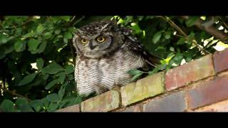 Spotted Eagleowl Hisses and Makes Clicking Sounds [upl. by Marciano]