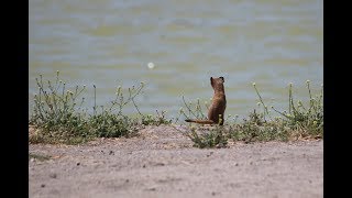 Cute Weasel at Lindo lake [upl. by Selia]