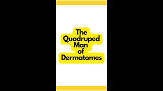 The Quadruped Man of Dermatomes Explained  Physical Therapy Mnemonics [upl. by Zeuqcaj]