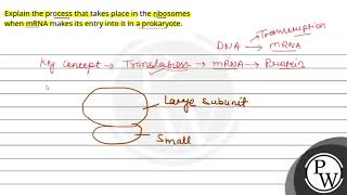 Explain the process that takes place in the ribosomes when mRNA makes its entry into it in a pro [upl. by Doretta]