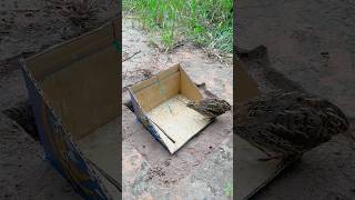 Technique Underground Bird Trap shorts [upl. by Ernestus]