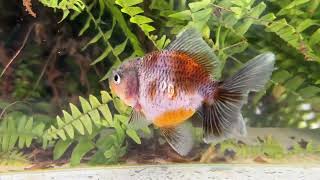 16436 Kirin Rosetail Oranda [upl. by Silrak]