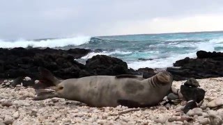 Monk Seal Sneeze Attack [upl. by Burack234]