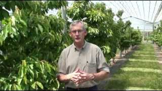 Overview of High Efficiency Sweet Cherry Orchard Systems Research Dr Greg Lang MSU [upl. by Maite648]