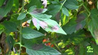 Identifying Tomato Blight and How To Treat It [upl. by Latsyrhc]