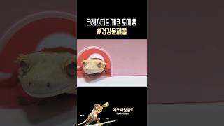 크레스티드 게코 도마뱀 건강 문제  Gecko Lizards Health Problems [upl. by Neufer443]