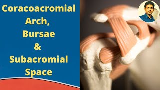 Coracoacromial arch Bursae amp Subacromial Space Shoulder Joint Part 3 [upl. by Hambley]