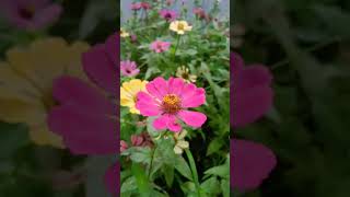 Zinnia flower garden💝💝💝💝💝gardeningmalayalam [upl. by Delcina910]