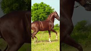 STALLION DEVNAAG SIRE BY DEV 👑horselover animalsounds horselove horse horseriding aediting [upl. by Cristian]