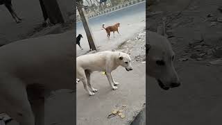 Ye tiger bechara aaj kapkapi kar rha tha mujhe lg rha ha shayd isko rabiz ho gya 🐶iska krta hu kuch [upl. by Yuille]