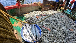 Amazing Beach Seine Net Fishing  Hundred Of Fish Catching In Sea  FISHTV [upl. by Abram]