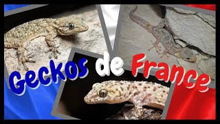 DES GECKOS PRÈS DE CHEZ TOI   REPTILES DE FRANCE 1 [upl. by Slotnick]