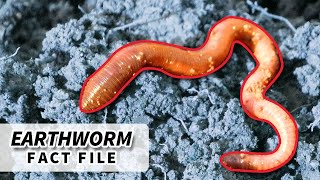 Earthworm Facts FACTS about EARTHWORMS  Animal Fact Files [upl. by Kcirttap]