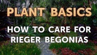 How to Care for Rieger Begonias [upl. by Ahseenat]