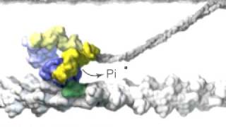 Muscle Myosin [upl. by Drummond]