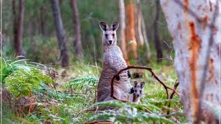 Les kangourous sauvages dAustralie avec carte [upl. by Atsugua]