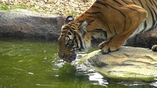 Malaysian Tiger  Female  Hamerton Zoo Park [upl. by Ayak]