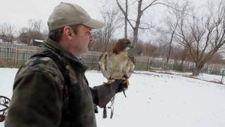 The allure of falconry One mans passion [upl. by Ailuy]