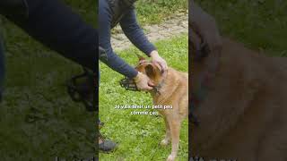 Comment mettre une muselière  🐕 FORMATION ACACED educationcanine chien chiens [upl. by Nnawaj]