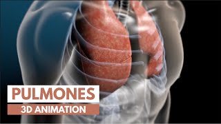 ¿Cómo Funcionan los pulmones  Animación 3D [upl. by Iad]