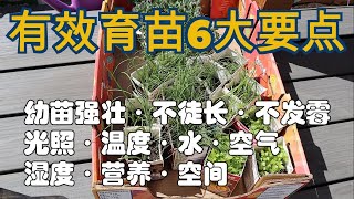 💯有效育苗6大要点👍育出强壮幼苗加强植株寻光，抓水，挡风能力幼苗健康移栽起来才会更轻松 [upl. by Meehaf]