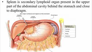 Secondary Lymphoid Organs by Dr Vipin Tyagi [upl. by Iluj277]