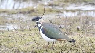 Foottapping Lapwing Marshside 4323 [upl. by Lordan]