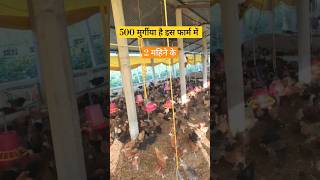 Poultry farm business plan ll 500 Poultry layer ytshortsindia poultryfarmbusiness chikenfarming [upl. by Redmer]