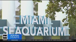 More disturbing discoveries at Miami Seaquarium [upl. by Emily332]