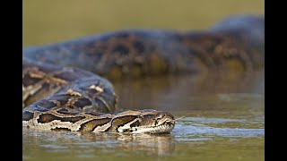 Top 10 Giant Anacondas in the World [upl. by Dorrahs493]