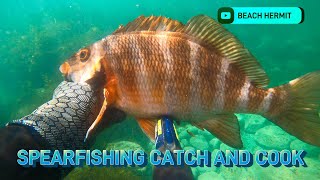 Spearfishing Catch amp Cook Whelk and Morwong in Tasmania Species ID Chillout  BEACH HERMIT EP 32 [upl. by Percival]