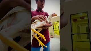 Coming season breeder chicken indianparrotbeaklongtailaseel youtubeshorts hopeland [upl. by Enovahs]