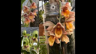 Fall Catasetum Blooms [upl. by Yetsirhc]