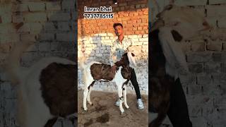 Gujri bakra for sale umar ustad farm Rajasthan Tonk tonkgoatmarket tonkbakramandi [upl. by Popper]