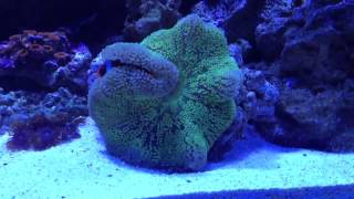 Clownfish hosting carpet anemone [upl. by Henni989]