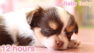 ☆ 12 HOURS ☆ Puppy Sleeping Music ♫ ☆ RELAXING MUSIC ☆ Sleep music for dogs ♫ Calm Dog [upl. by Aaronson]