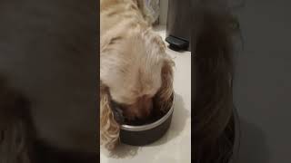 Cacker Spaniel Syamaboyeating fyp viralshort shortvideo trending [upl. by Gerta]