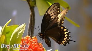 Papilio astyalus astyalus  Swallowtail butterfly Papilionidae Florianópolis [upl. by Ruphina]